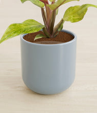 Load image into Gallery viewer, Misty Blue stand:all
