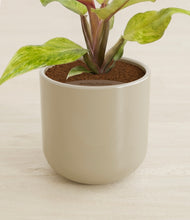 Load image into Gallery viewer, Sage Green stand:all
