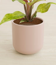 Load image into Gallery viewer, Sandy Pink stand:all
