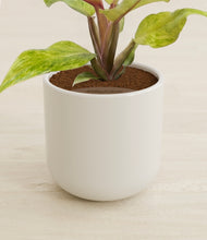 Load image into Gallery viewer, Cotton White stand:all
