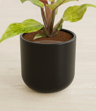 Load image into Gallery viewer, Stone Black stand:all
