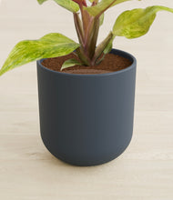 Load image into Gallery viewer, Iron Gray stand:all
