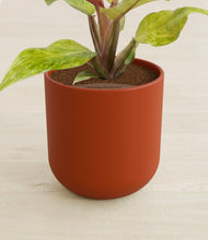 Load image into Gallery viewer, Earth Red stand:all

