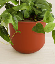 Load image into Gallery viewer, Earth Red stand:all
