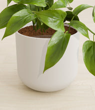 Load image into Gallery viewer, Natural Bamboo stand:all
