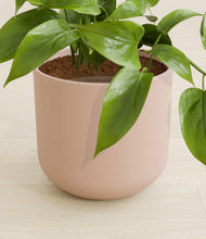 Load image into Gallery viewer, Sandy Pink stand:all
