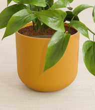 Load image into Gallery viewer, Sunset Orange stand:all
