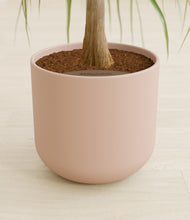 Load image into Gallery viewer, Sandy Pink stand:all
