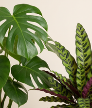 Load image into Gallery viewer, Leafy Lineage
