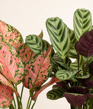 Load image into Gallery viewer, Patterned &amp; Proud
