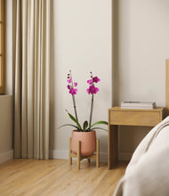 Load image into Gallery viewer, Calm Rose stand:bamboo
