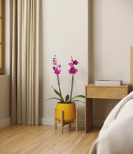 Load image into Gallery viewer, Mustard stand:bamboo
