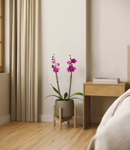 Load image into Gallery viewer, Olive stand:bamboo
