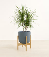 Load image into Gallery viewer, Iron Gray stand:bamboo
