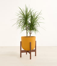 Load image into Gallery viewer, Sunset Orange stand:walnut
