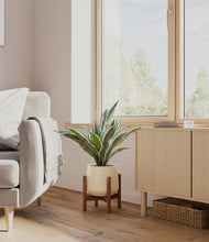 Load image into Gallery viewer, Almond Green stand:walnut
