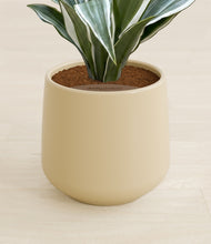 Load image into Gallery viewer, Almond Green stand:all
