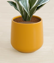 Load image into Gallery viewer, Mustard stand:all
