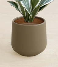 Load image into Gallery viewer, Olive stand:all
