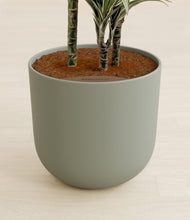 Load image into Gallery viewer, Sage Green stand:all

