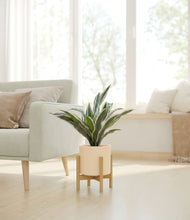 Load image into Gallery viewer, Cream stand:bamboo
