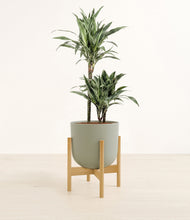 Load image into Gallery viewer, Sage Green stand:light
