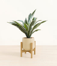 Load image into Gallery viewer, Almond Green stand:bamboo
