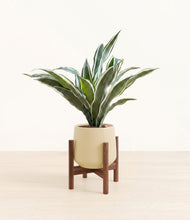 Load image into Gallery viewer, Almond Green stand:walnut
