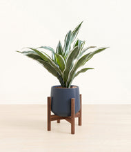 Load image into Gallery viewer, Deep Navy stand:walnut
