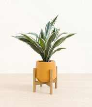 Load image into Gallery viewer, Mustard stand:bamboo
