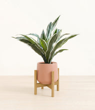 Load image into Gallery viewer, Calm Rose stand:bamboo
