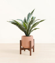 Load image into Gallery viewer, Calm Rose stand:walnut
