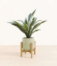 Load image into Gallery viewer, Turquoise stand:bamboo
