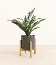 Load image into Gallery viewer, Dark Olive stand:bamboo

