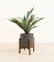 Load image into Gallery viewer, Dark Olive stand:walnut
