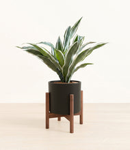 Load image into Gallery viewer, Black stand:walnut
