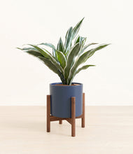 Load image into Gallery viewer, Deep Navy stand:walnut

