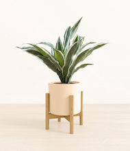 Load image into Gallery viewer, Cream stand:bamboo
