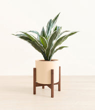 Load image into Gallery viewer, Cream stand:walnut
