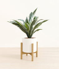 Load image into Gallery viewer, White stand:bamboo
