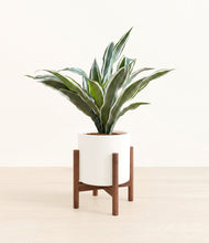 Load image into Gallery viewer, White stand:walnut
