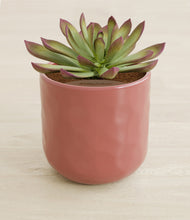 Load image into Gallery viewer, Hammered Rose Pink stand:all
