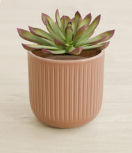 Load image into Gallery viewer, Striped Peach Pink stand:all
