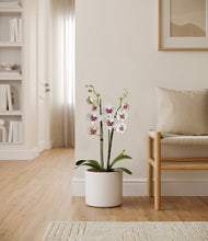 Load image into Gallery viewer, White
