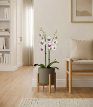 Load image into Gallery viewer, Dark Olive stand:bamboo
