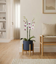 Load image into Gallery viewer, Deep Navy stand:bamboo
