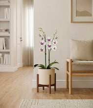 Load image into Gallery viewer, Cream stand:walnut
