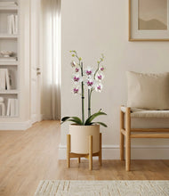 Load image into Gallery viewer, Cream stand:bamboo
