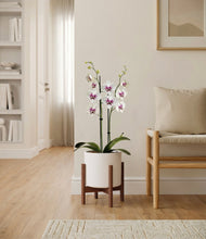 Load image into Gallery viewer, White stand:walnut
