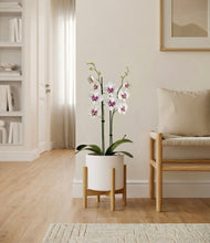 Load image into Gallery viewer, White stand:bamboo
